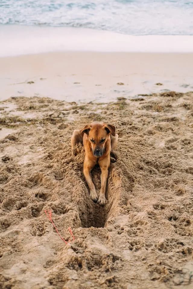 犬がエアコンの風を避けるように移動するようになった時の理由