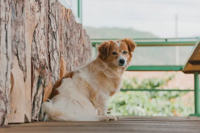 犬が階段で立ち止まり動かなくなるときの習慣化対策