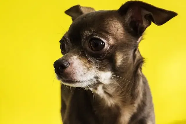 愛犬のが急に冷たいものを欲しがるようになった理由とは?