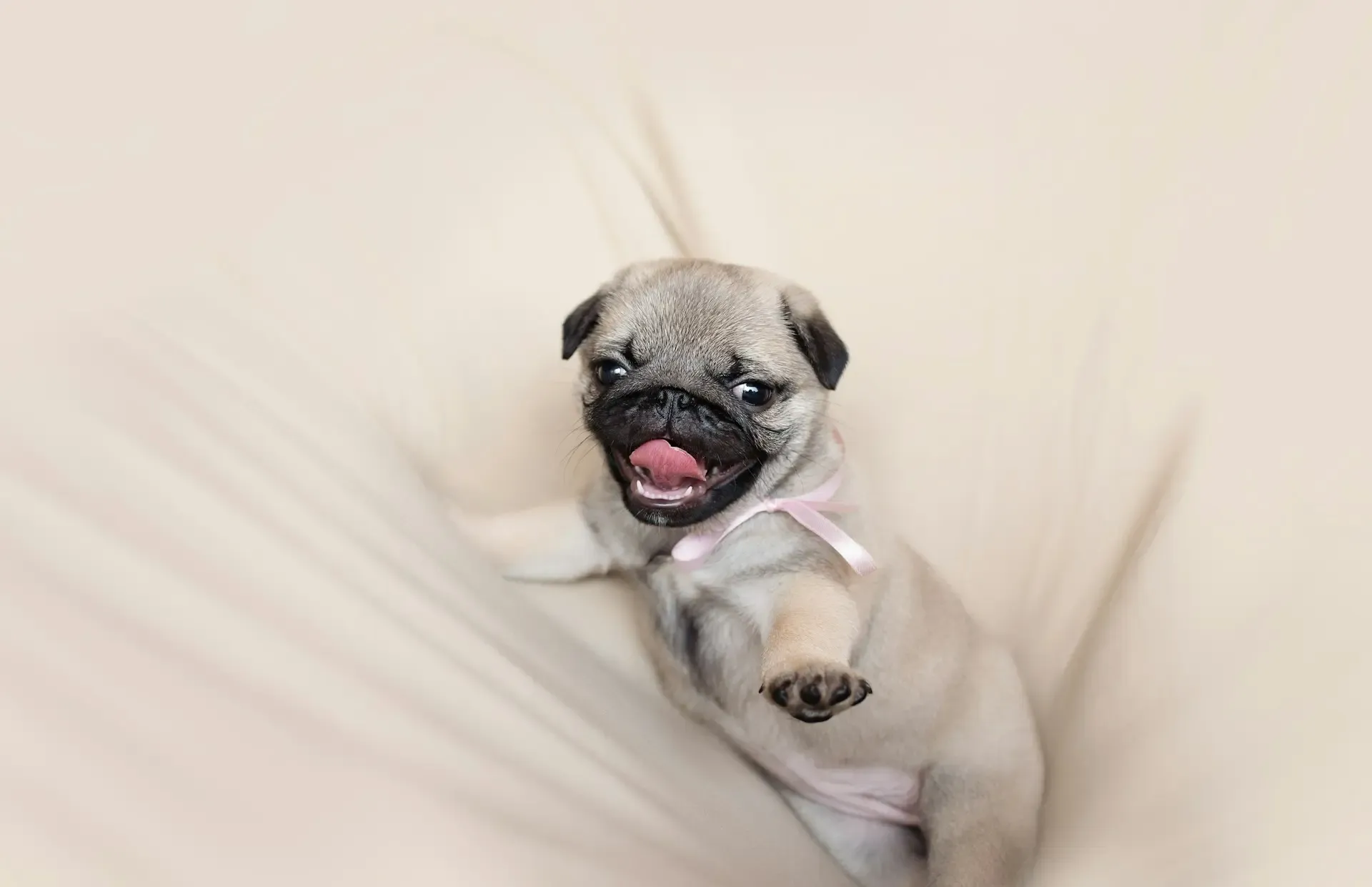 愛犬が特定の人にだけ吠えるようになったとき
