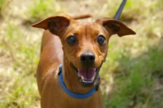 犬の後ろ足がクロスするように動く場合の観察ポイント
