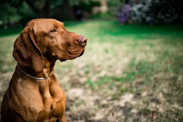犬が人が笑う声に過敏になっていると感じたときの感情面チェック