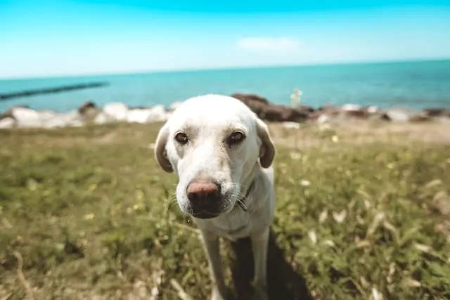 犬がドアの前で鳴く習慣がついてしまったときの行動修正