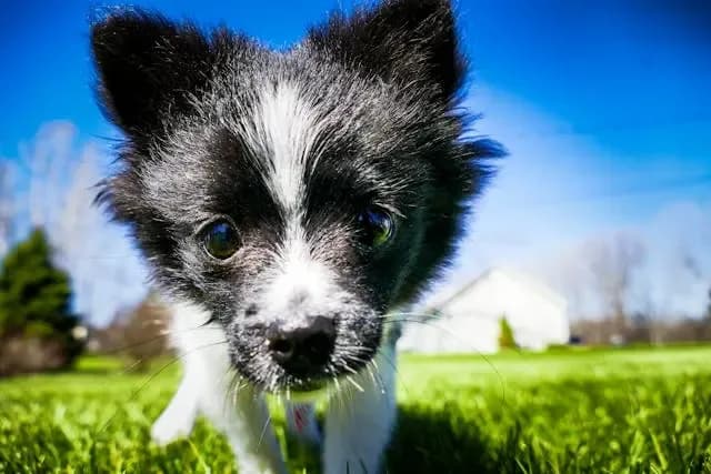 犬が口を開けたまま固まるようになった時の口腔内の異常とは?