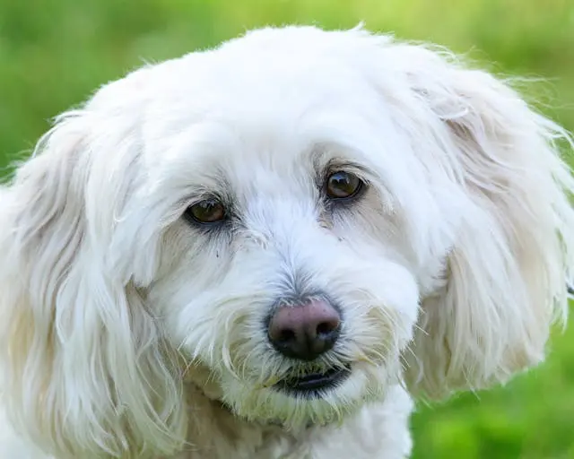 犬が玄関チャイムが鳴った後に遠吠えをするようになったら?