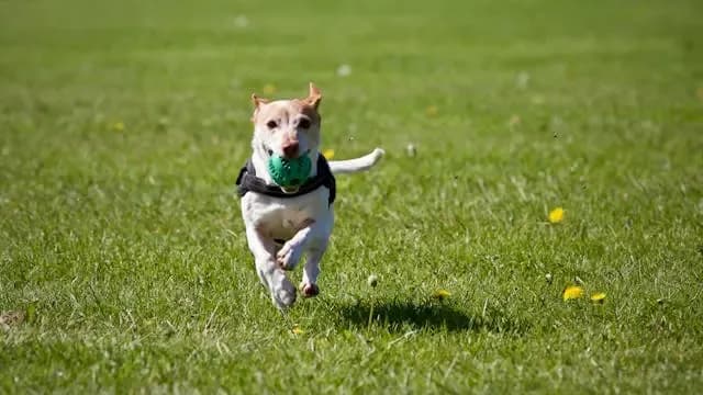 愛犬が寝たまま鳴く・うなる行動の意味