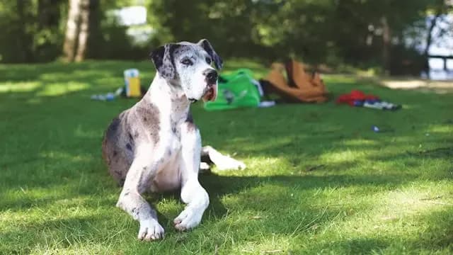 犬が飼い主の顔を見ずに声だけに反応するようになったとき