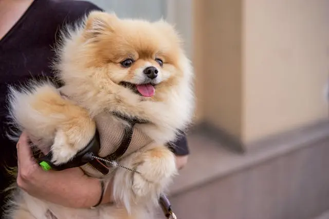 犬の便が黒くベタついているときに考えるべき消化管出血の可能性