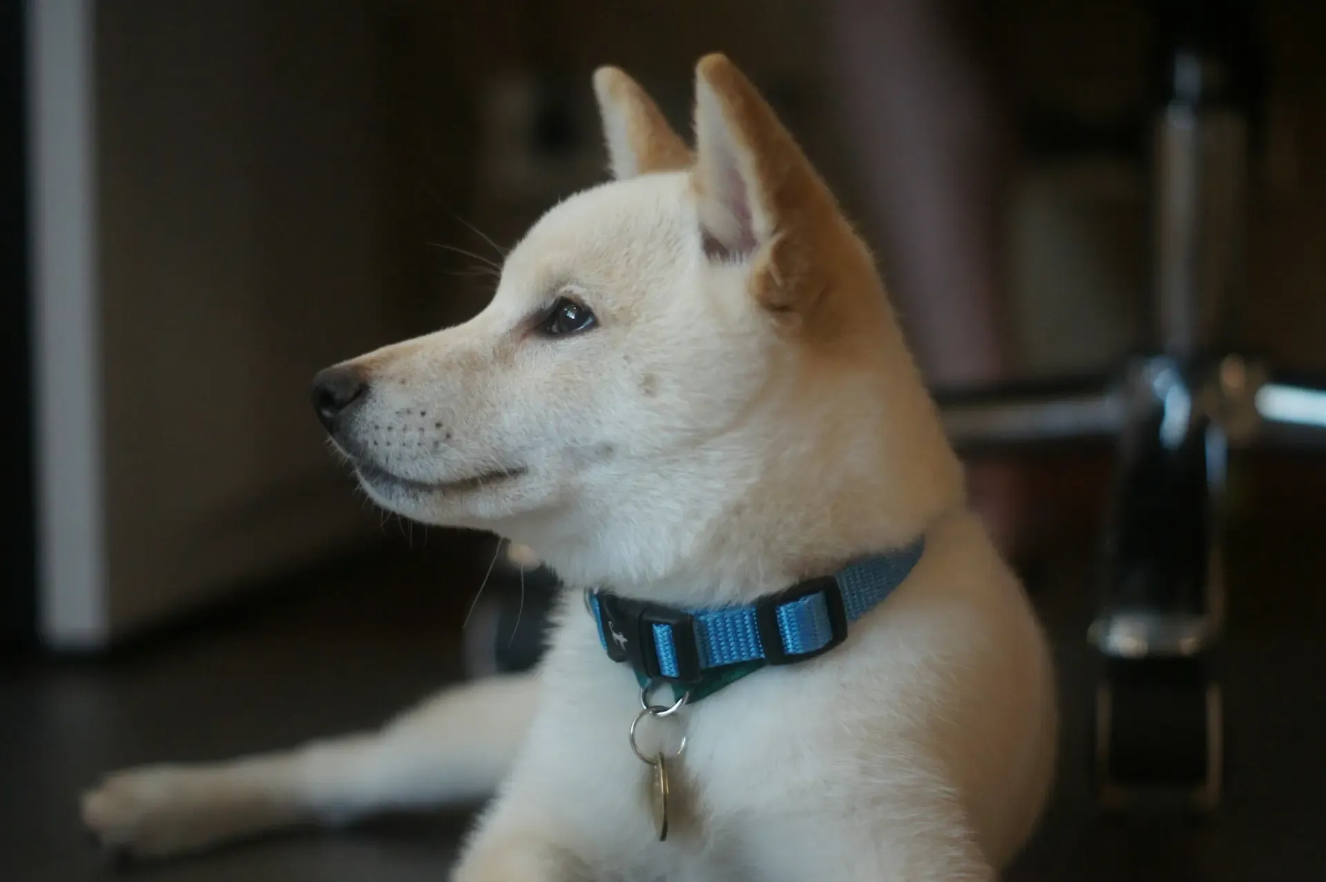 愛犬が突然足を引きずる…前足・後ろ足の痛みの原因