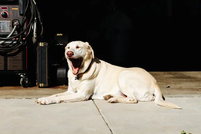 愛犬が歩き出す直前に一瞬後ずさりするようになったときの神経的リスク