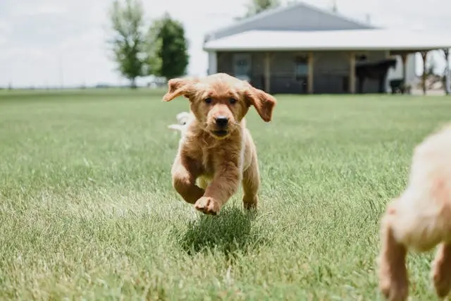 犬が足先だけ冷たく感じるようになったら血流障害を疑うべきか?