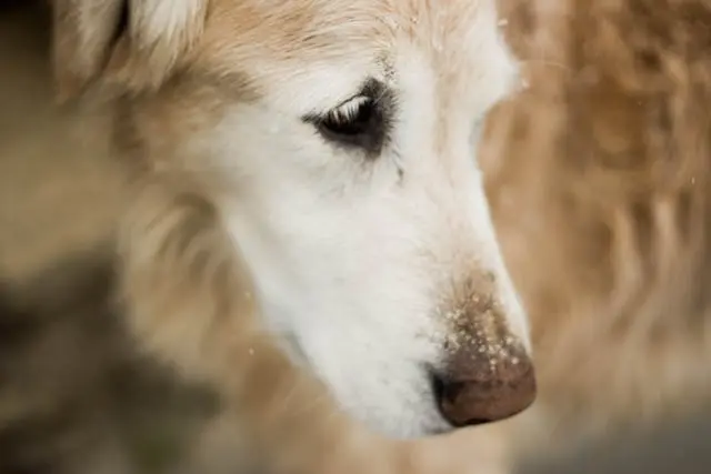 愛犬が褒められても反応しなくなったときのご褒美システムの調整法