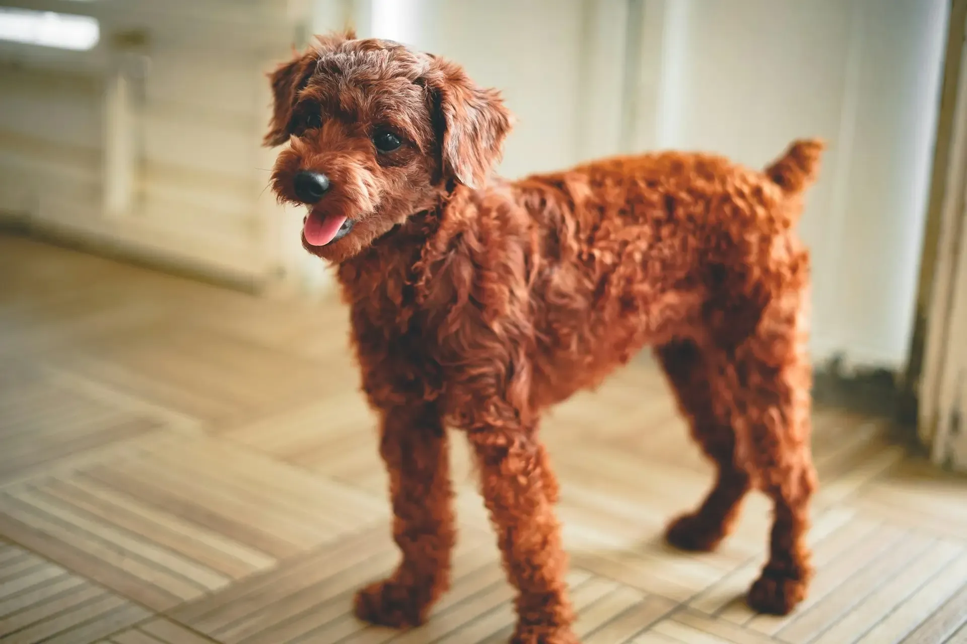 犬の声がかすれる・出にくい:声帯や呼吸器の異常サイン
