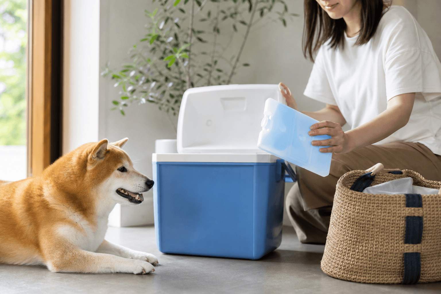 犬が保冷剤を噛んだ・中身を舐めたときの確認と受診目安