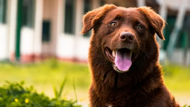 犬が外出から戻った後に後ろ足を舐め続けるときの違和感要因