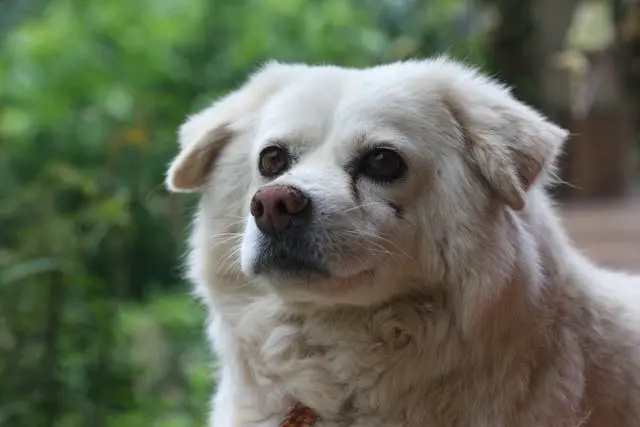 愛犬が玄関で待ち構えるようになったら見直すべき習慣と対策