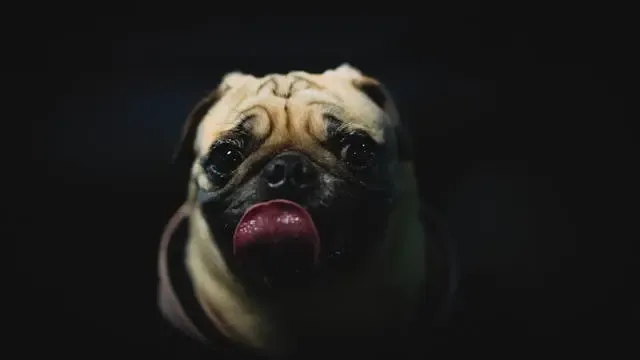 愛犬が鼻で息をせず口呼吸する頻度が増えてきたら?