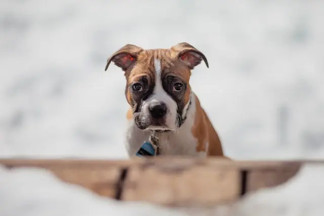 犬が歯磨きのあとに吐くようになったら誤飲ではなく感覚過敏の可能性も?