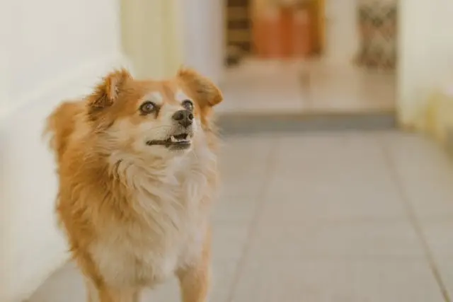 犬が特定の人にだけ吠える理由と対処