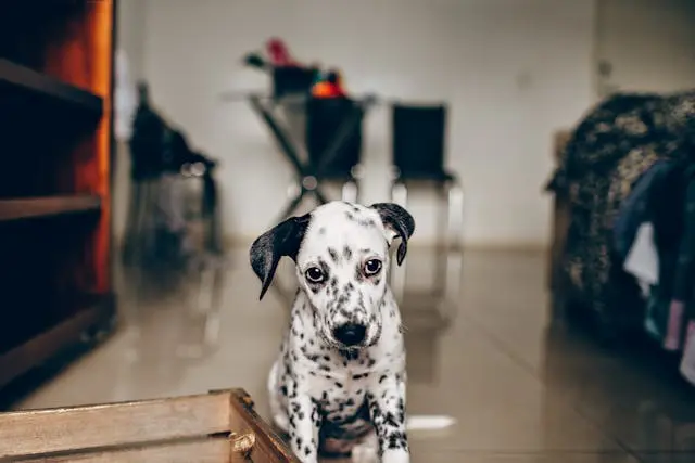 犬が曇りの日だけ無反応になる場合に見るべき刺激への感受性