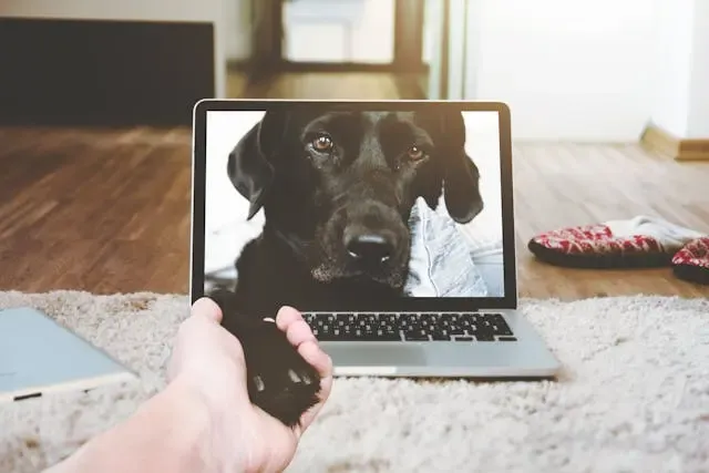 愛犬が耳の奥を掘るように頭を振る仕草が増えてきたら