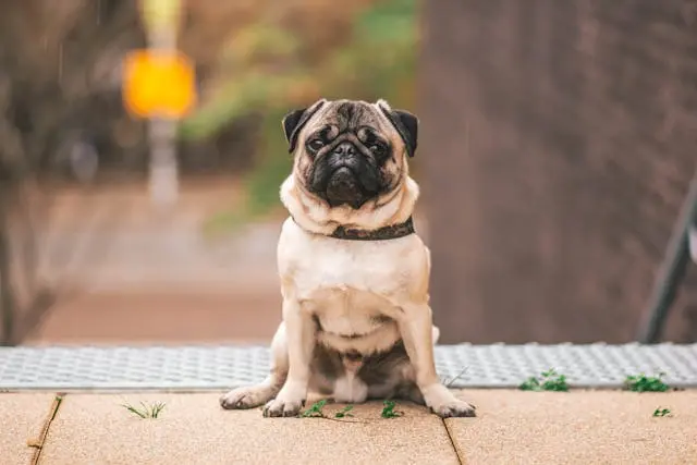 犬が爪を見ながらなめ続けるようになった時の視覚ストレスの可能性