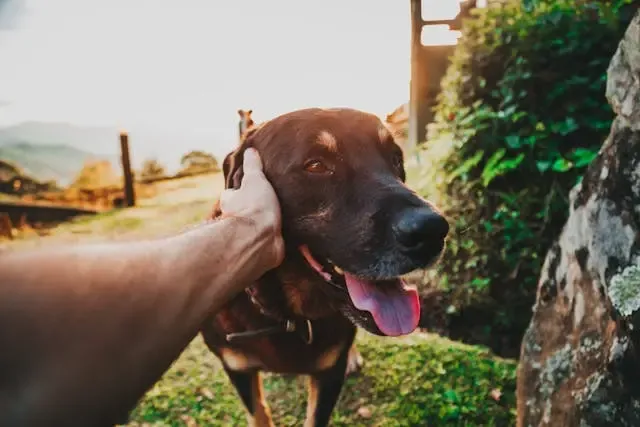 愛犬が涼しい床にべたっと寝る時間が増える時期の注意点