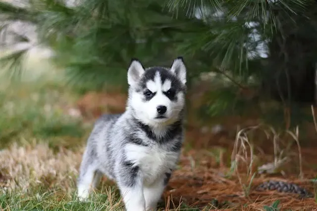 犬の下あごだけ震えるような時に疑うべき神経疾患