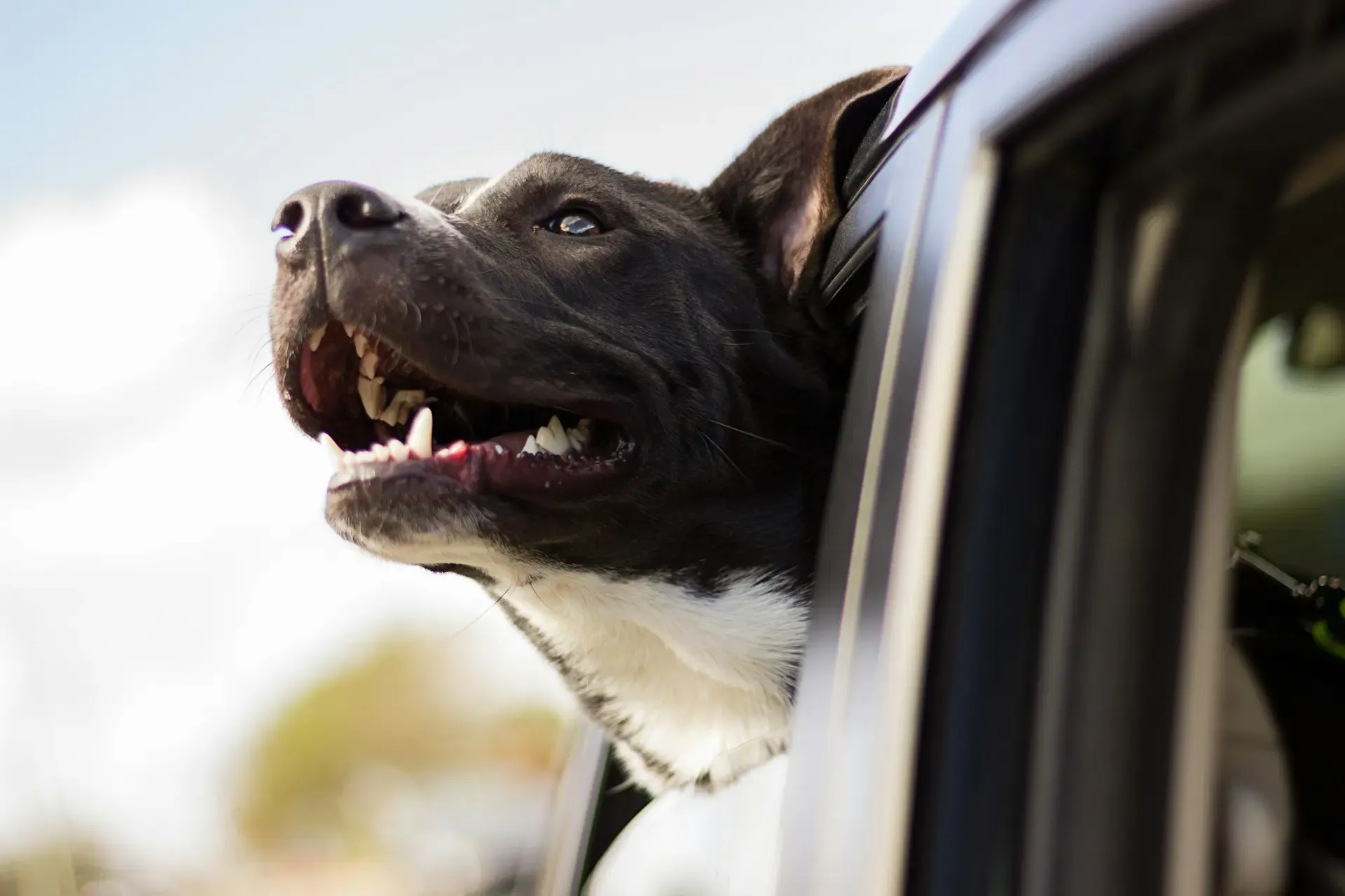 老犬用オムツの選び方とおすすめブランド比較2025