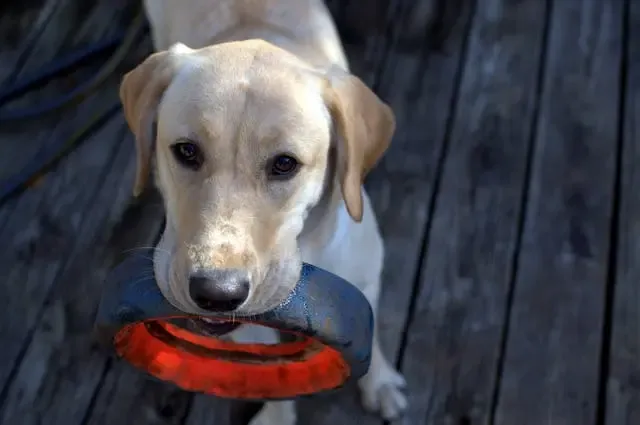 犬が普段通らない場所を急に好むようになった時の警戒信号