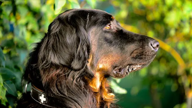 犬が「おすわり」だけは聞かないようになったときの再教習ポイント