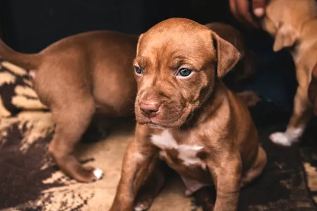 犬が明け方に黄色い胃液を吐くようになったときの空腹管理の注意点