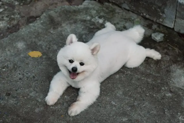 犬が人が電話している間だけ部屋を出ていくようになったら?
