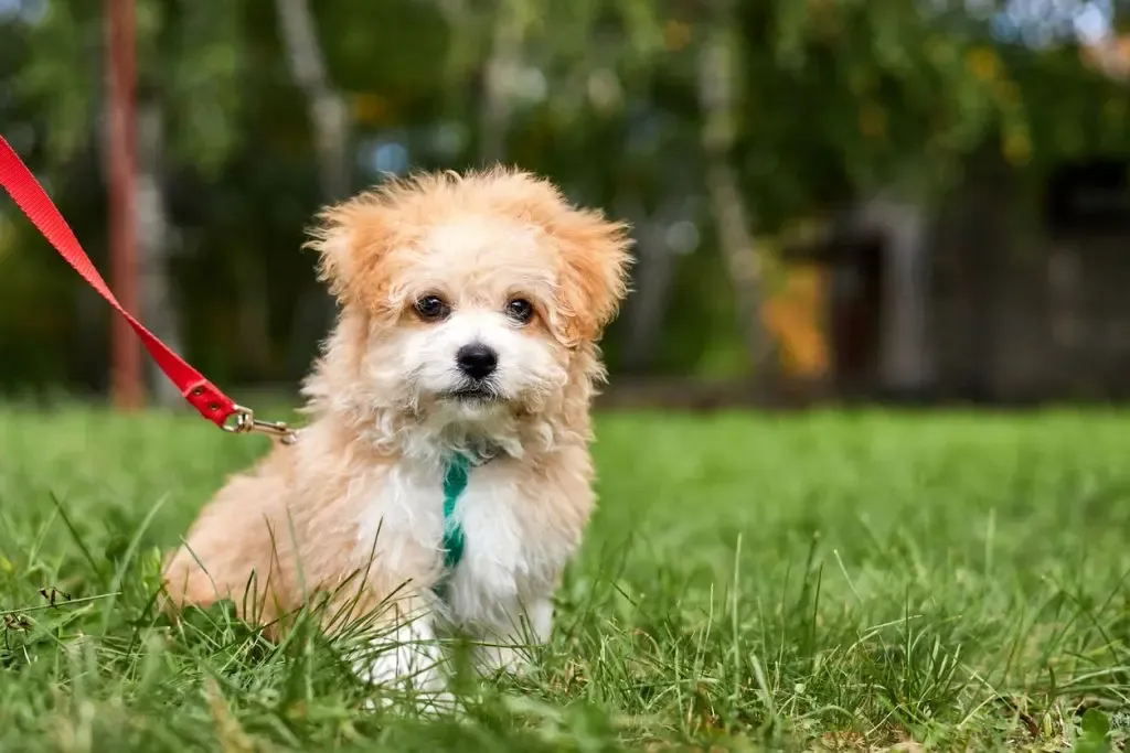 犬がよだれを垂らす:口腔疾患・中毒・ストレスの切り分け
