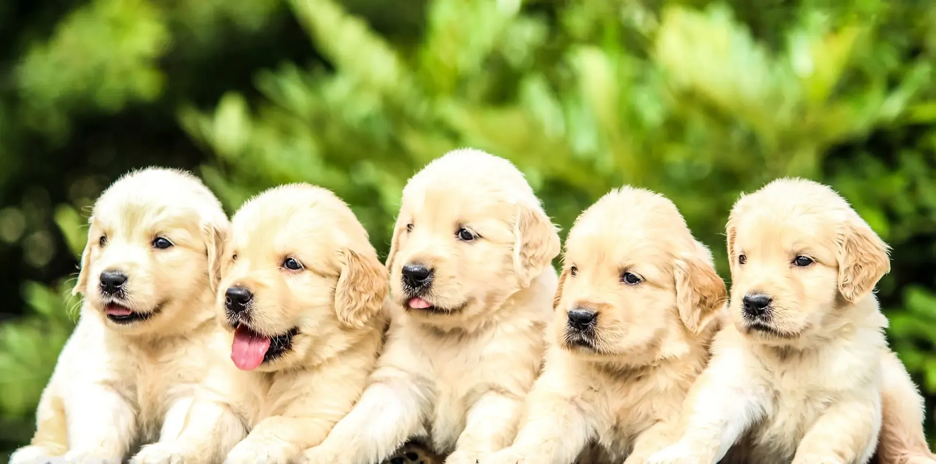 愛犬が壁をじっと見つめる時、何を感じている?認知症?