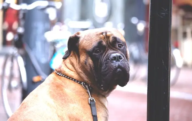 高齢犬が家族の帰宅に反応しなくなったときの感覚連携の衰えの見極め方