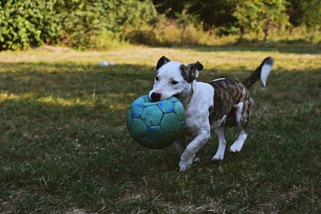 季節の変わり目に急に愛犬の活動量が落ちた時に考えるべき内因性疾患