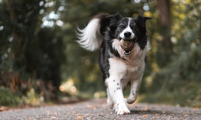 愛犬が急にスローモーションのように動くようになったら?