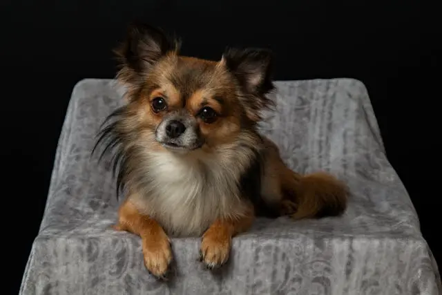 犬が夜寝る前に鳴くのはなぜ?安心して眠れる環境づくり