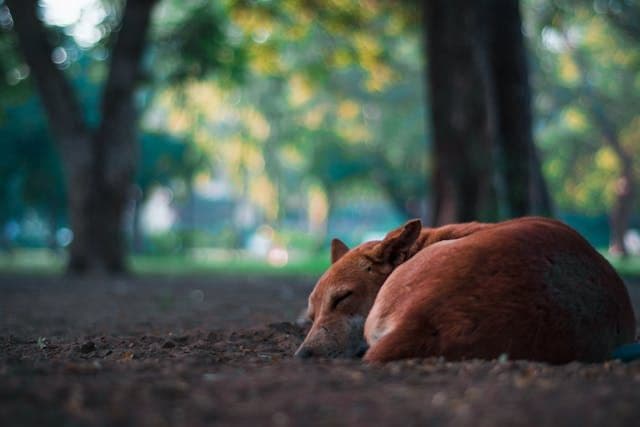 犬が夜になると甘えてくる・離れない心理と対応