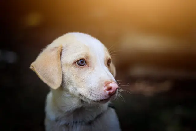 愛犬が口を開けたまま閉じなくなるときの顎関節トラブル