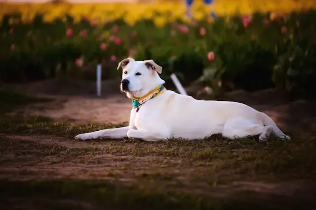 愛犬が耳の中を気にしてしきりにこすりつける行動