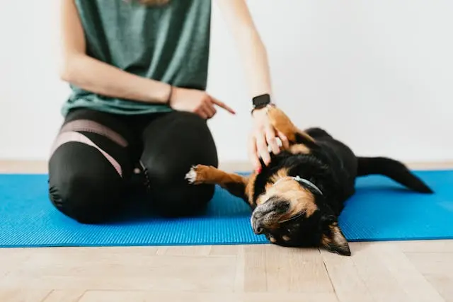 愛犬がカフェなどで落ち着けなくなった時の事前トレーニング法