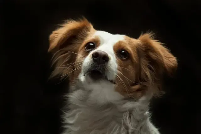 犬の鼻の頭が白く乾燥してきた時に見直すべき生活環境