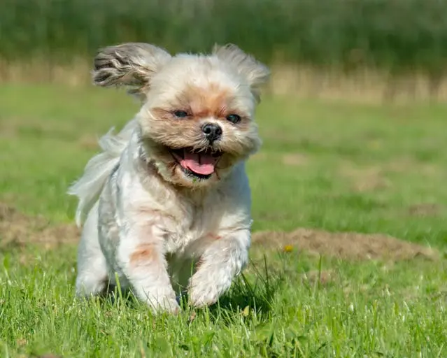 犬が寝言で鳴く・吠える:夢なのか病気なのか見分け方