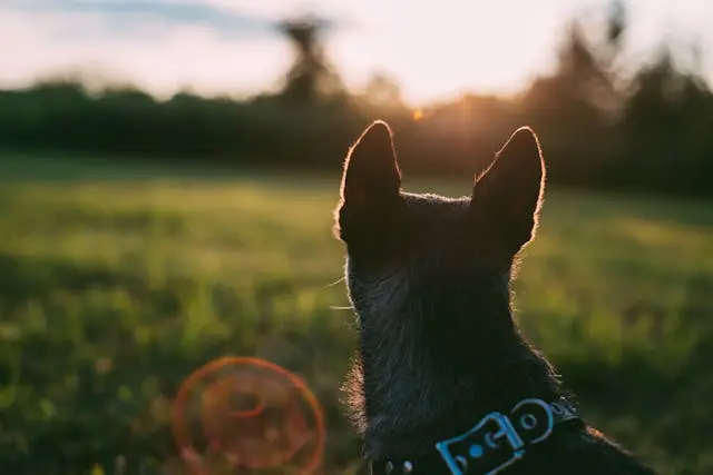 愛犬が吠えても注意を聞かないようになったときの再教育プロトコル