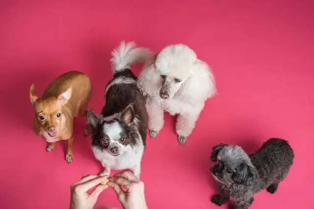 犬が鼻をしきりにこする行動が目立ったら注意
