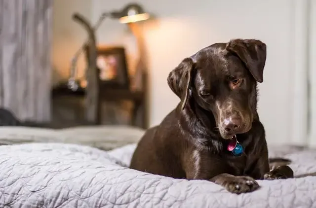 愛犬がソファの同じ場所をずっとなめる理由