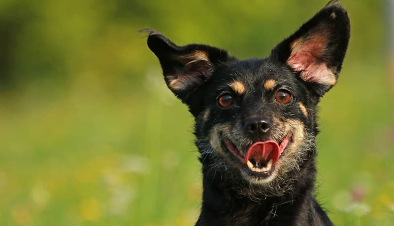 犬の脱水症状、サインを見逃さないで!歯茎でわかるチェック方法と経口補水液の作り方