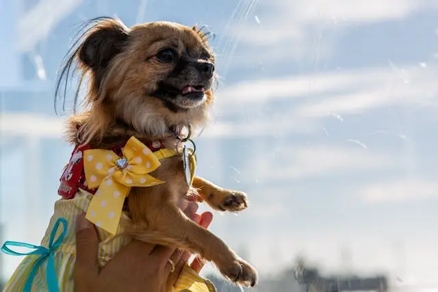 犬が顔や鼻をこすりつける:アレルギー・歯・耳の不快感を疑う